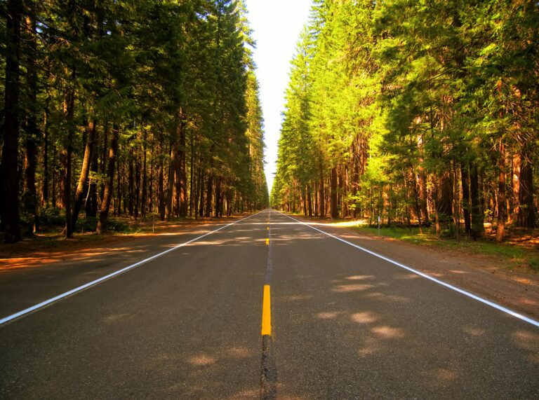 A tranquil road lined with towering evergreen trees under a bright blue sky.